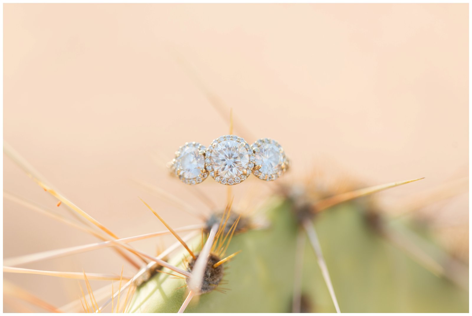 Engagement ring on a cactus 